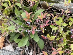 Vaccinioideae