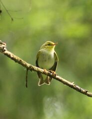 Phylloscopus sibilatrix