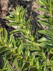 Lithospermum caroliniense