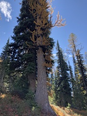 Larix lyallii