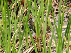 Pardirallus nigricans