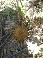 Carlina hispanica