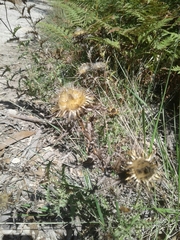 Carlina hispanica