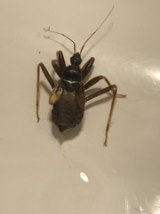 Reduvius personatus