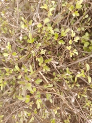 Clematis quadribracteolata
