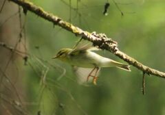 Phylloscopus sibilatrix