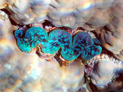 Tridacna