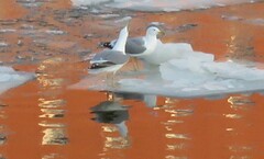 Larus argentatus