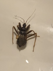 Reduvius personatus