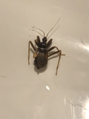 Reduvius personatus
