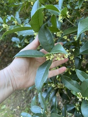 Osmanthus