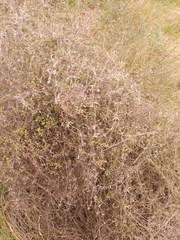 Clematis quadribracteolata