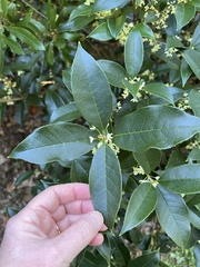 Osmanthus