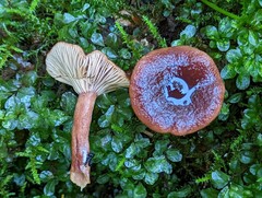 Lactarius substriatus