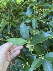 Osmanthus