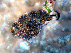 Tridacna