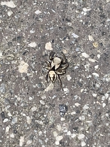 Habronattus californicus photo 5