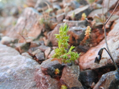Lysimachia linum-stellatum