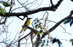 Megarynchus pitangua