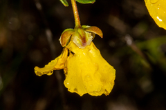 Hibbertia hypericoides