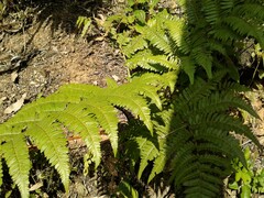 Cyathea atrovirens