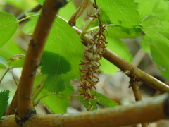 Betula occidentalis