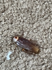 Periplaneta americana