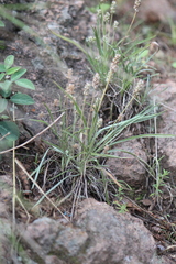 Plantago nivea