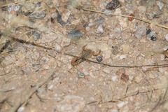 Paravaejovis confusus