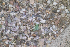 Paravaejovis confusus