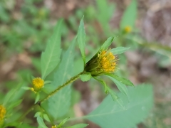 Bidens frondosa