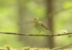 Phylloscopus sibilatrix