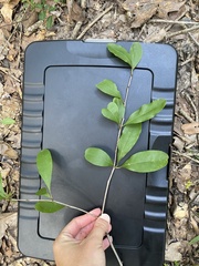 Sideroxylon lanuginosum