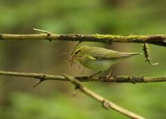 Phylloscopus sibilatrix