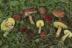 Hortiboletus rubellus
