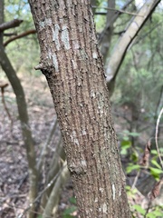 Sideroxylon lanuginosum