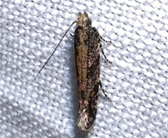 Aristotelia rubidella