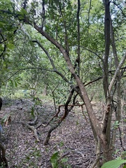 Sideroxylon lanuginosum