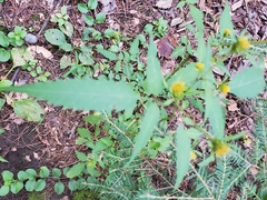Bidens frondosa