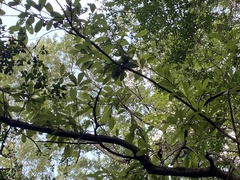 Sideroxylon lanuginosum