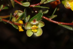 Hibbertia hypericoides