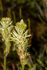 Ptilotus polystachyus