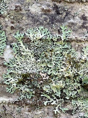 Parmelia squarrosa
