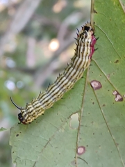 Dryocampa rubicunda