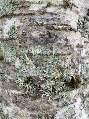 Parmelia squarrosa