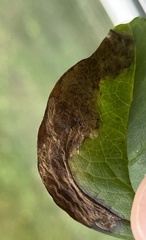 Liriomyza orilliensis