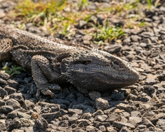 Pogona barbata