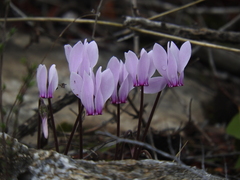 Cyclamen graecum graecum