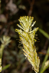 Ptilotus polystachyus