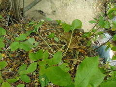 Petasites spurius